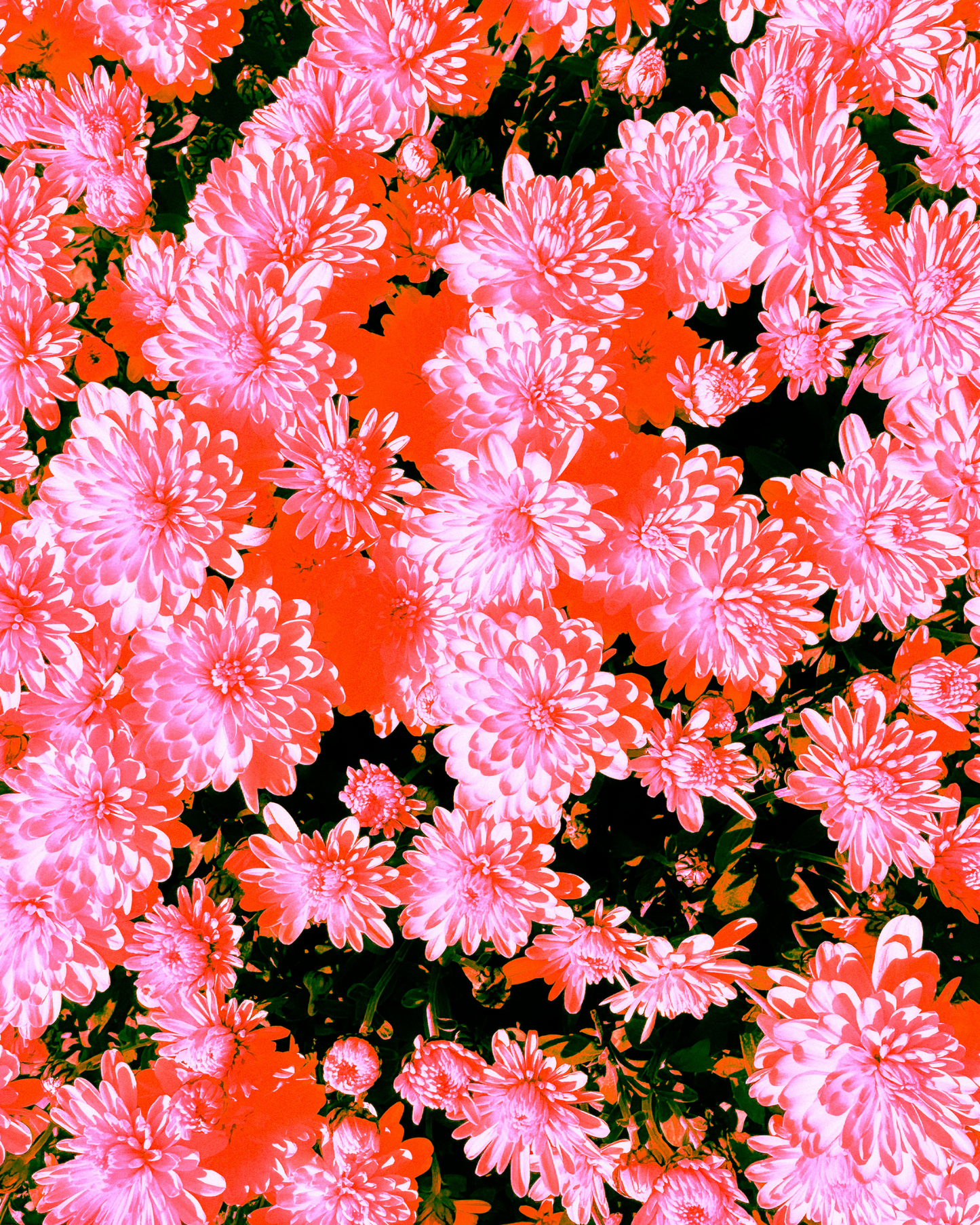 'Flower Child' Art Print by Gabbi Rae